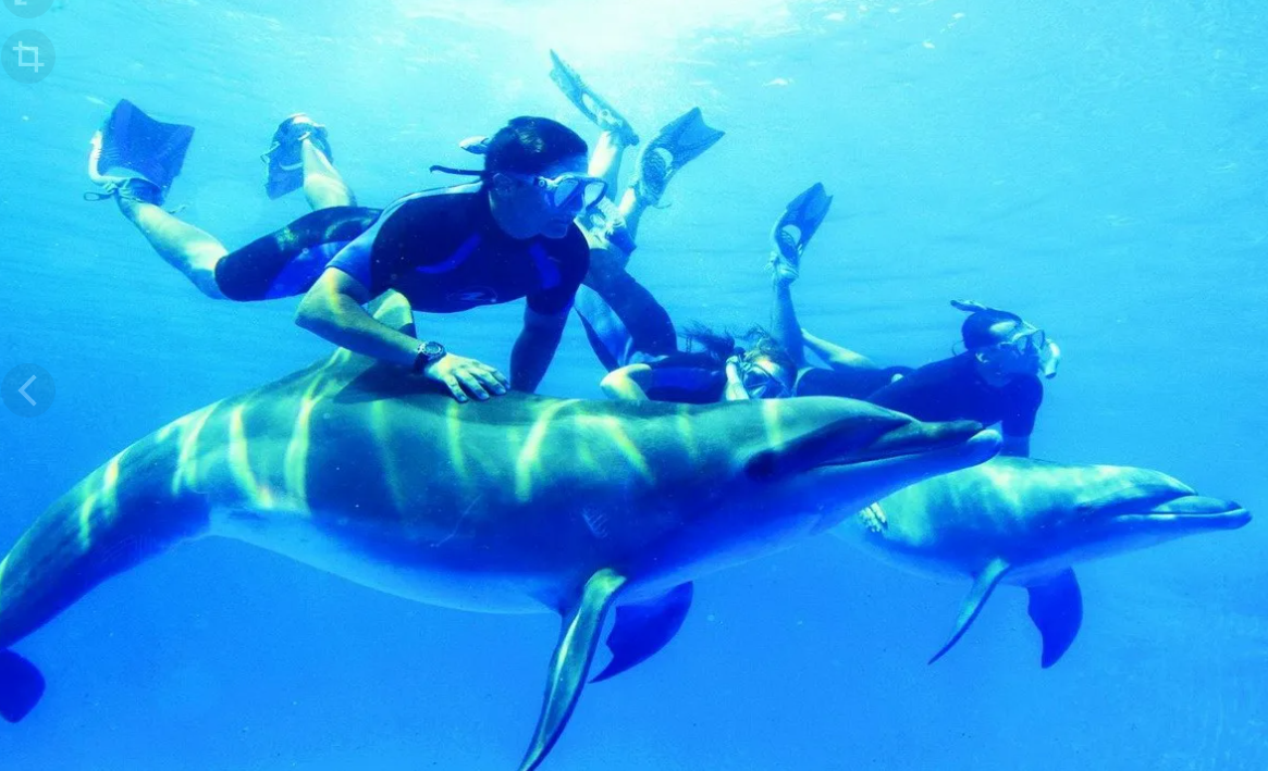 Красное море дельфины